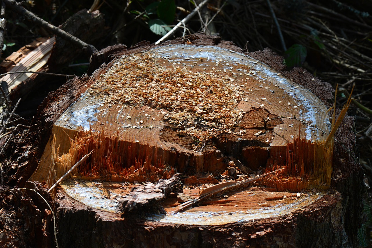 Freshly ground stump area filled with wood chips
