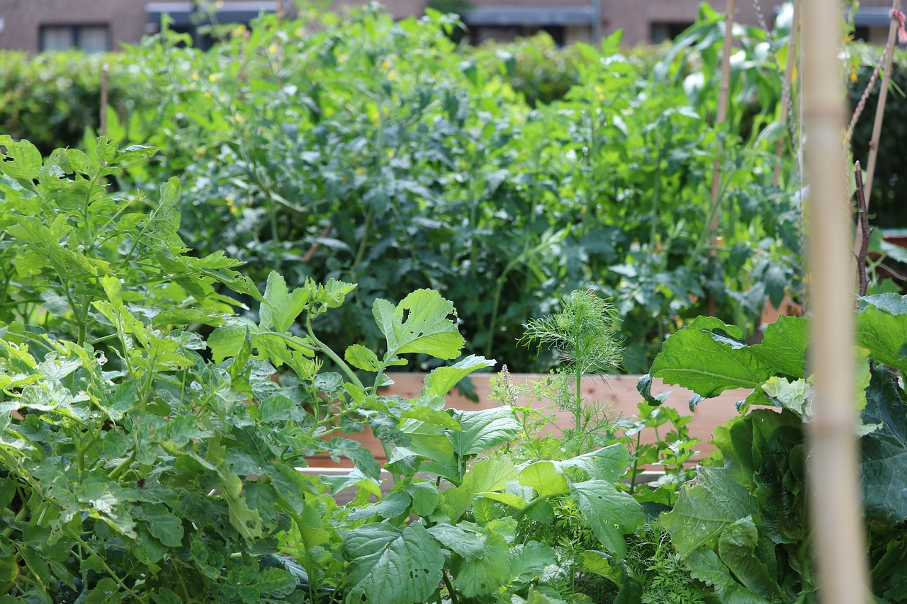 Vegetable raised beds in a sunny backyard